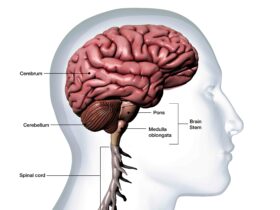 Visual representation for human cerebellum | Credits: Getty Images