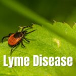 Lyme disease in the US experienced a spiraling-up rise by almost 70%, the CDC cited that a shift in reporting policies was the cause of the increase.