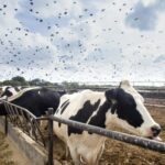 Bird flu spread in cows has been confirmed by USDA