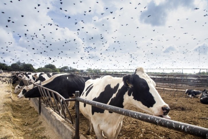 Bird flu spread in cows has been confirmed by USDA