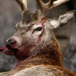 National Park Service reported first of US fatal 'Zombie deer' disease