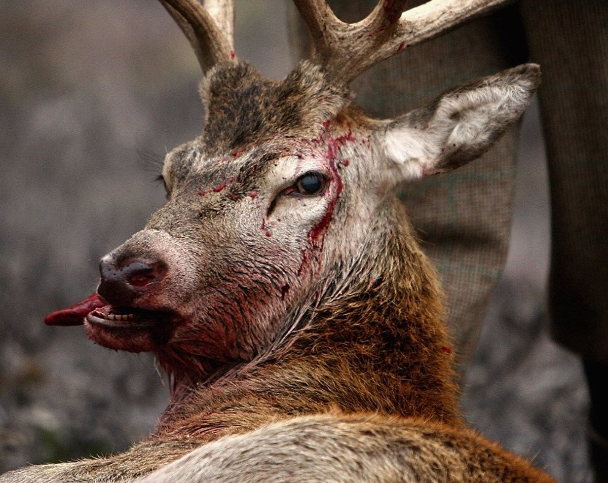 National Park Service reported first of US fatal 'Zombie deer' disease